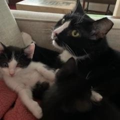 Enlarge Bert, a Adoptable Domestic Short Hair in Beaufort, SC image 3/5