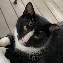 Bert, Adoptable, Adult Male Domestic Short Hair.