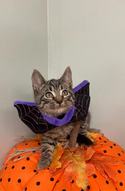 Chutney, Adoptable, Kitten Male Domestic Short Hair & Domestic Short Hair.