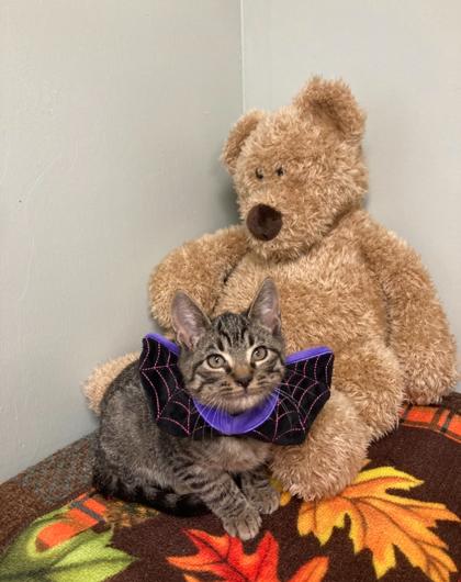 Chutney, a Adoptable Domestic Short Hair in Picayune, MS image 2/2