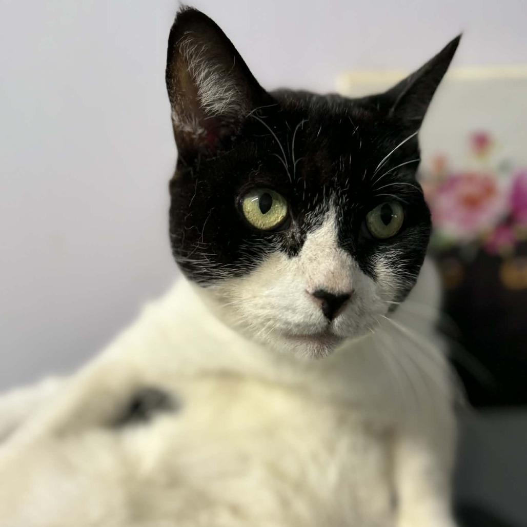 Enlarge Leo, a Adoptable Domestic Short Hair in Washington, NC image 1/1
