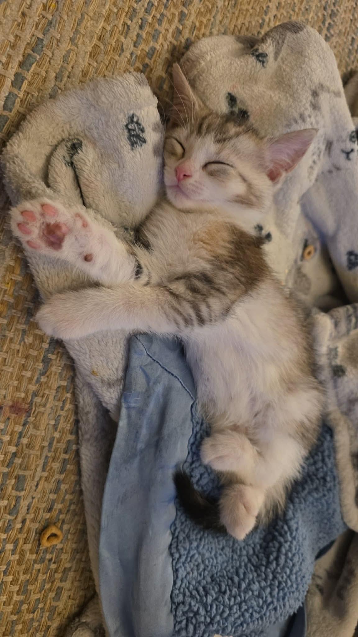 Enlarge Daphne - Sweet and affectionate kitten, a Adoptable Domestic Short Hair in Hales Corners, WI image 5/6