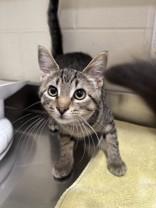 homer, Adoptable, Young Male Domestic Short Hair.