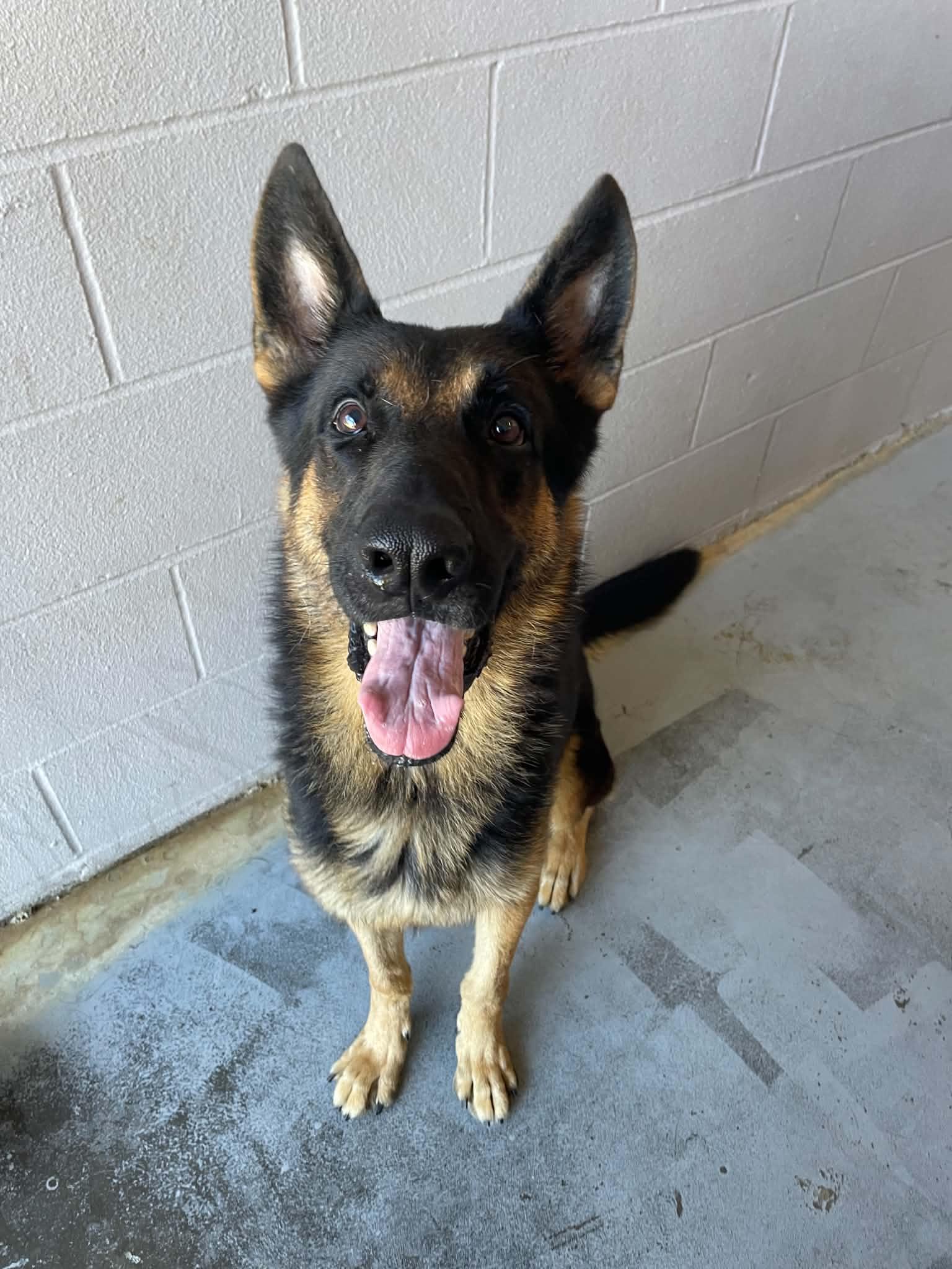 Enlarge Smokey, a Adopted German Shepherd Dog in Bishopville, SC image 1/2