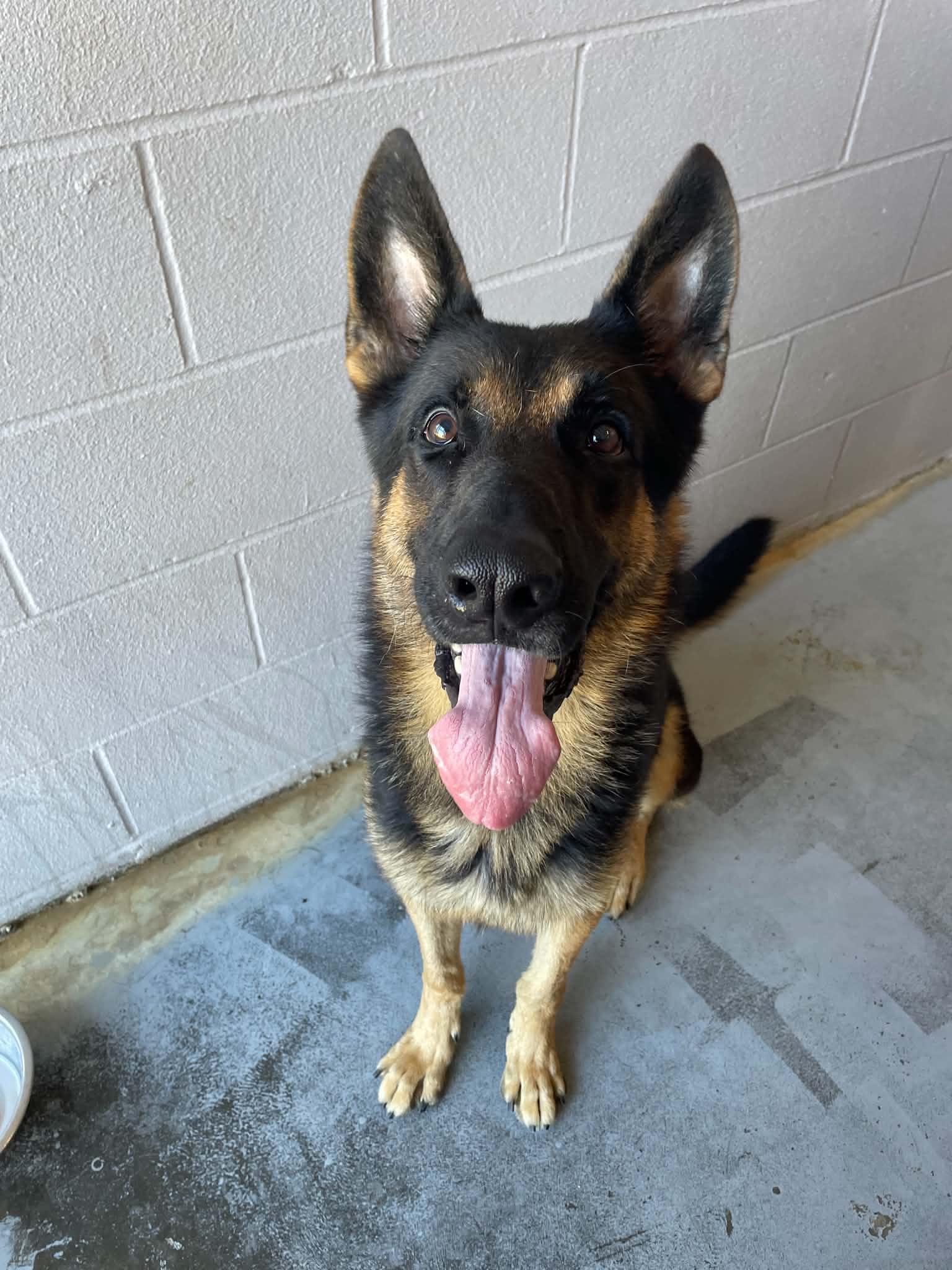 Enlarge Smokey, a Adopted German Shepherd Dog in Bishopville, SC image 2/2