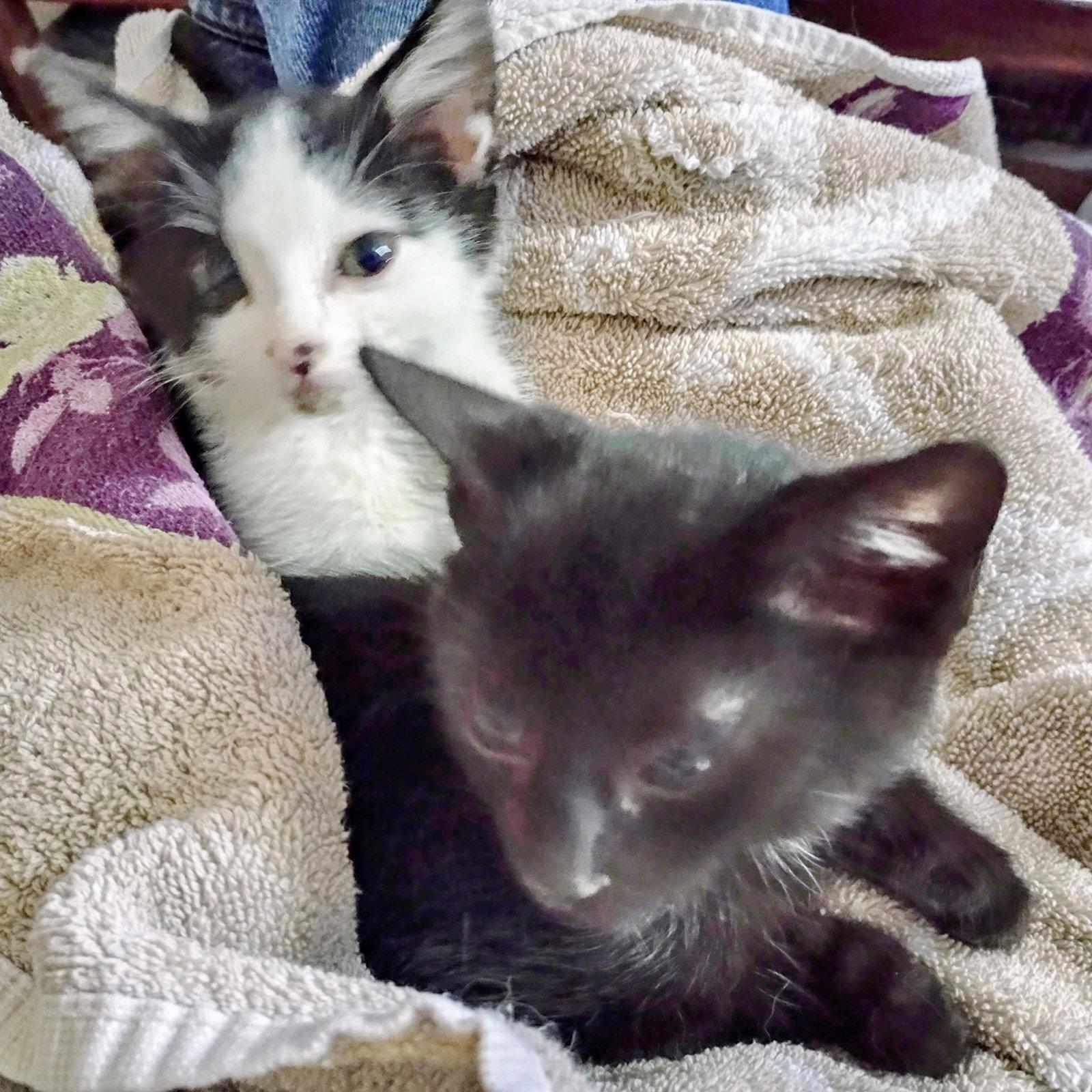 Enlarge Enoli and Kaleo, a Adoptable Domestic Short Hair in Shawnee, KS image 1/3