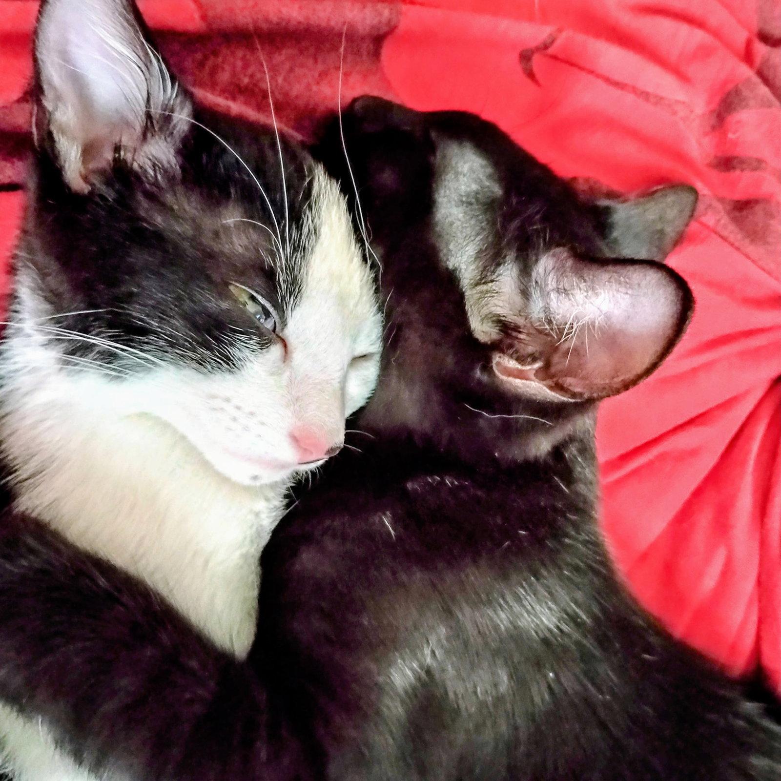 Enlarge Enoli and Kaleo, a Adoptable Domestic Short Hair in Shawnee, KS image 3/3