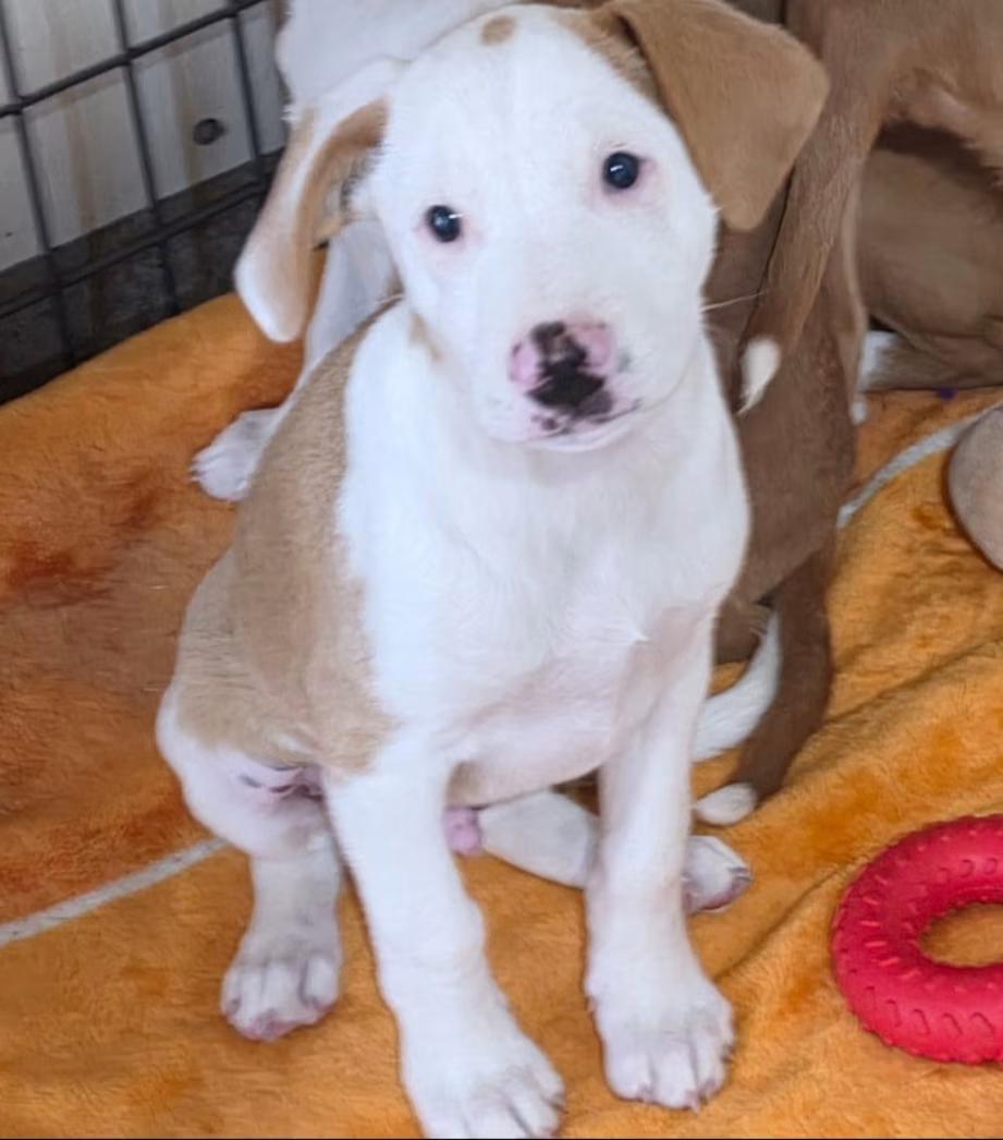 Butters, an adopted mixed breed in Watertown, CT image 2/2