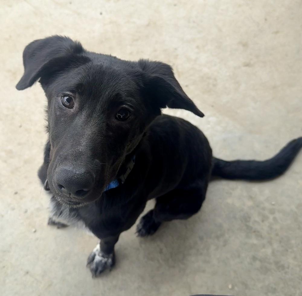 CLYDE, Adoptable, Young Male Shepherd & Labrador Retriever.