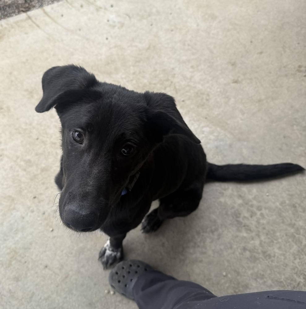 Enlarge CLYDE, a Adoptable mixed breed in Rochester, IN image 2/2