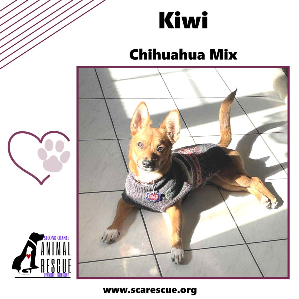 Enlarge Kiwi, a Adoptable mixed breed in Windsor, ON image 2/6
