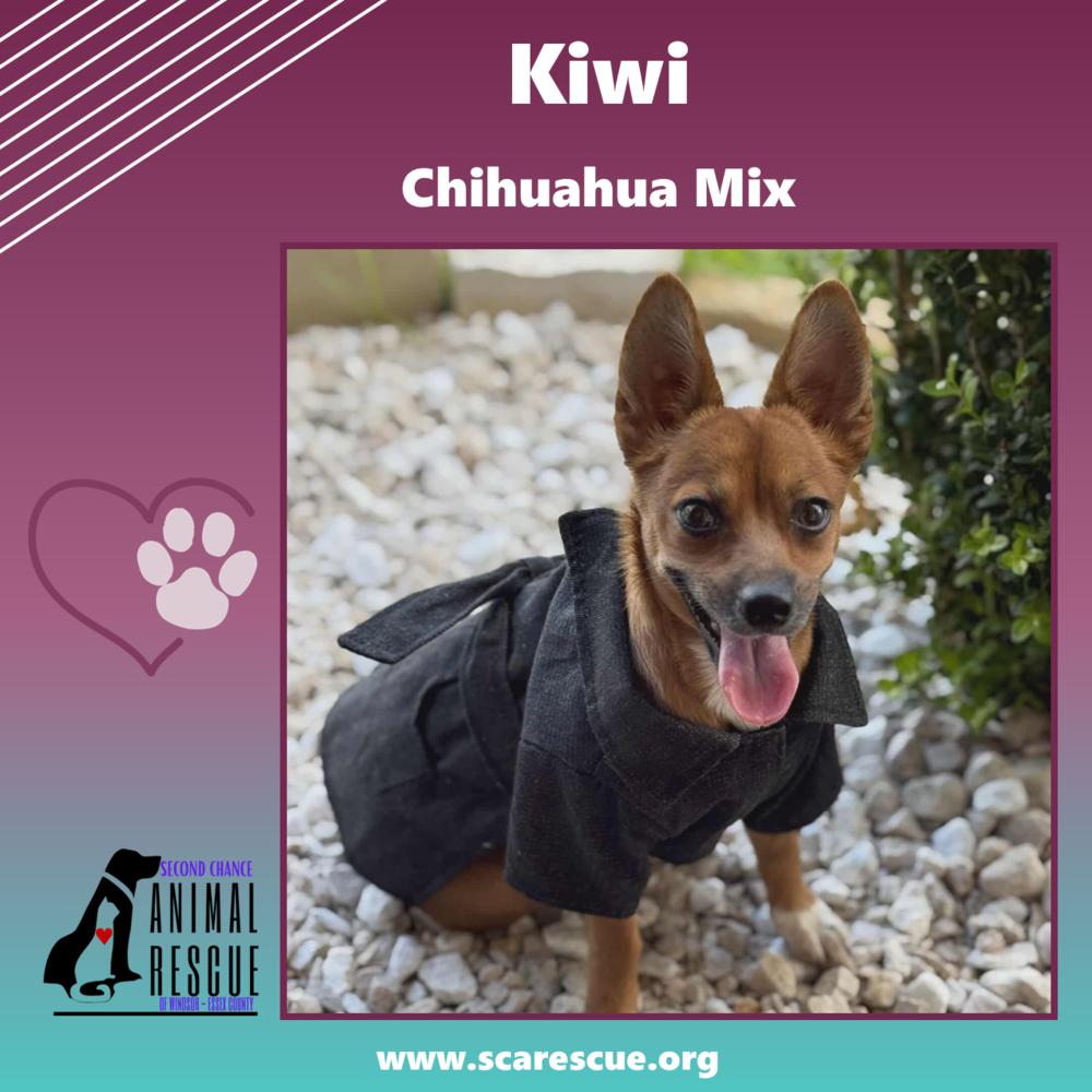 Enlarge Kiwi, a Adoptable mixed breed in Windsor, ON image 4/6