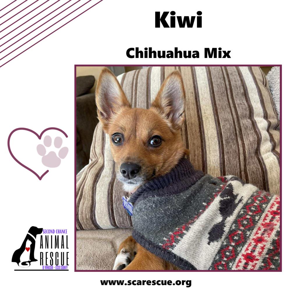 Enlarge Kiwi, a Adoptable mixed breed in Windsor, ON image 6/6