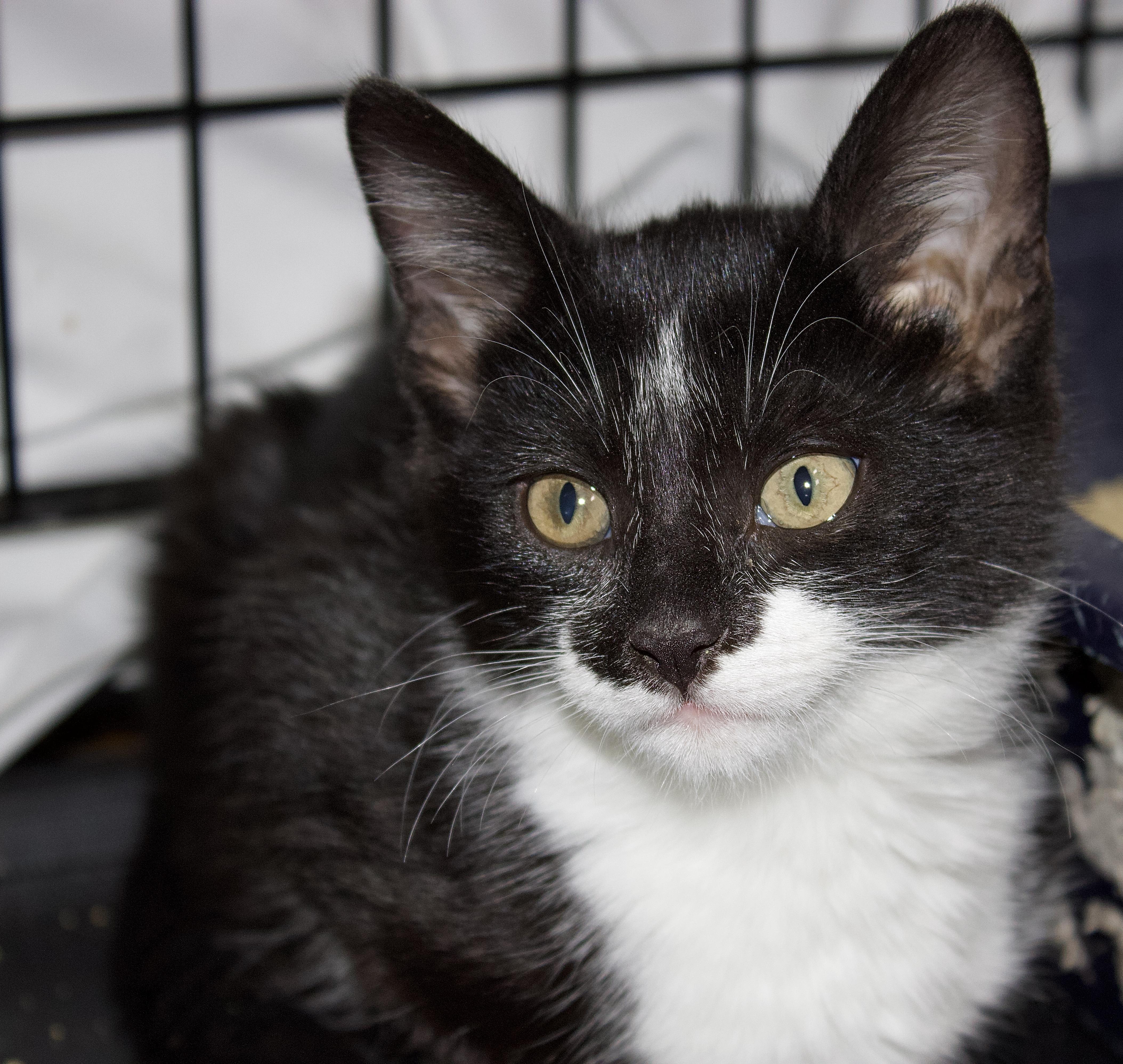 Sox, a Adoptable Domestic Short Hair in Pleasantville, NJ image 1/2