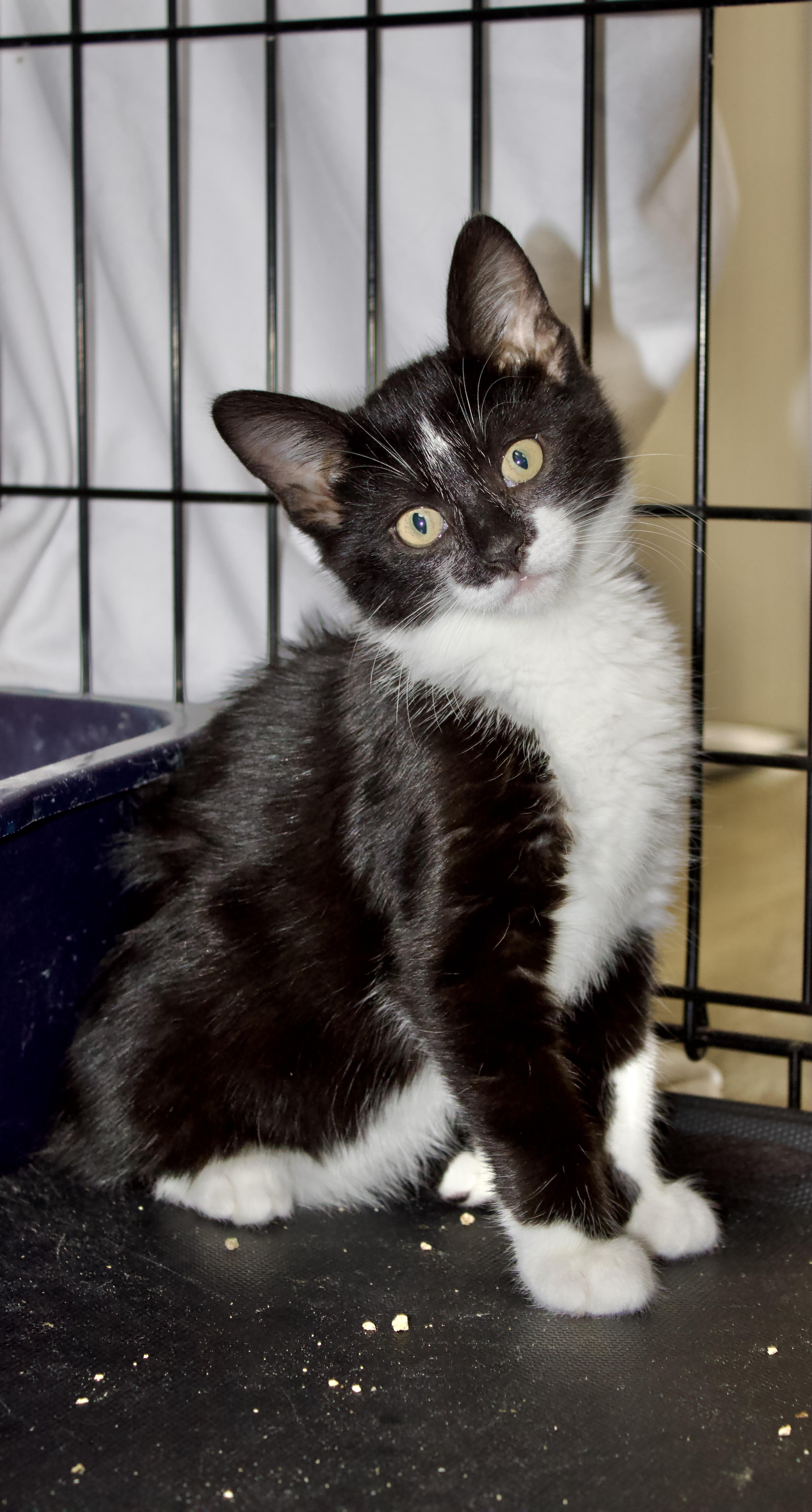 Sox, a Adoptable Domestic Short Hair in Pleasantville, NJ image 2/2
