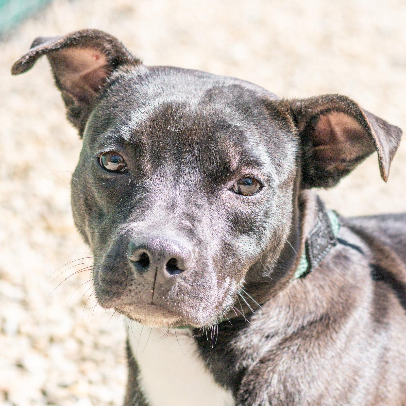 Piper, Adoptable, Young Female Terrier.