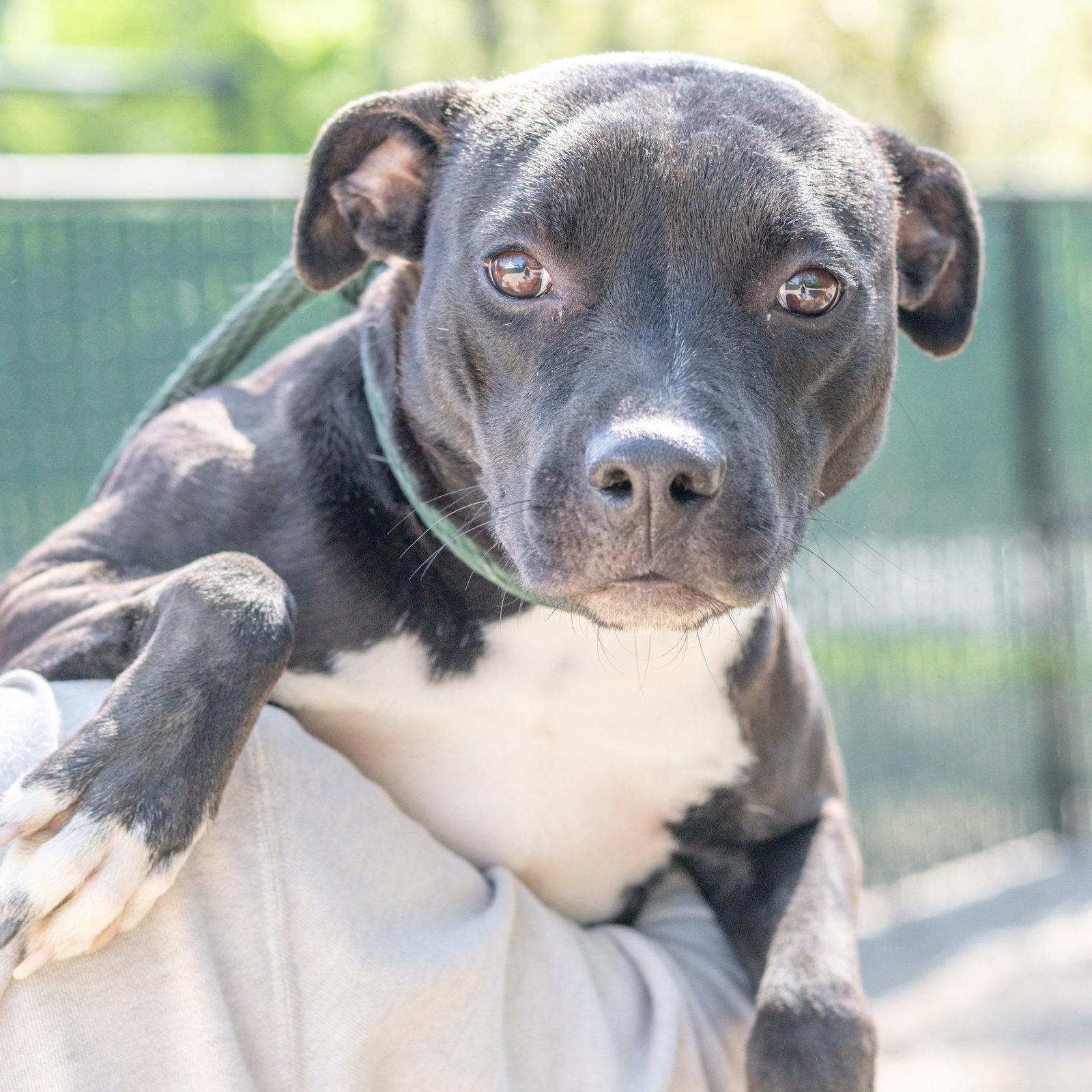 Piper, a Adoptable Terrier in Hilton Head Island, SC image 2/3