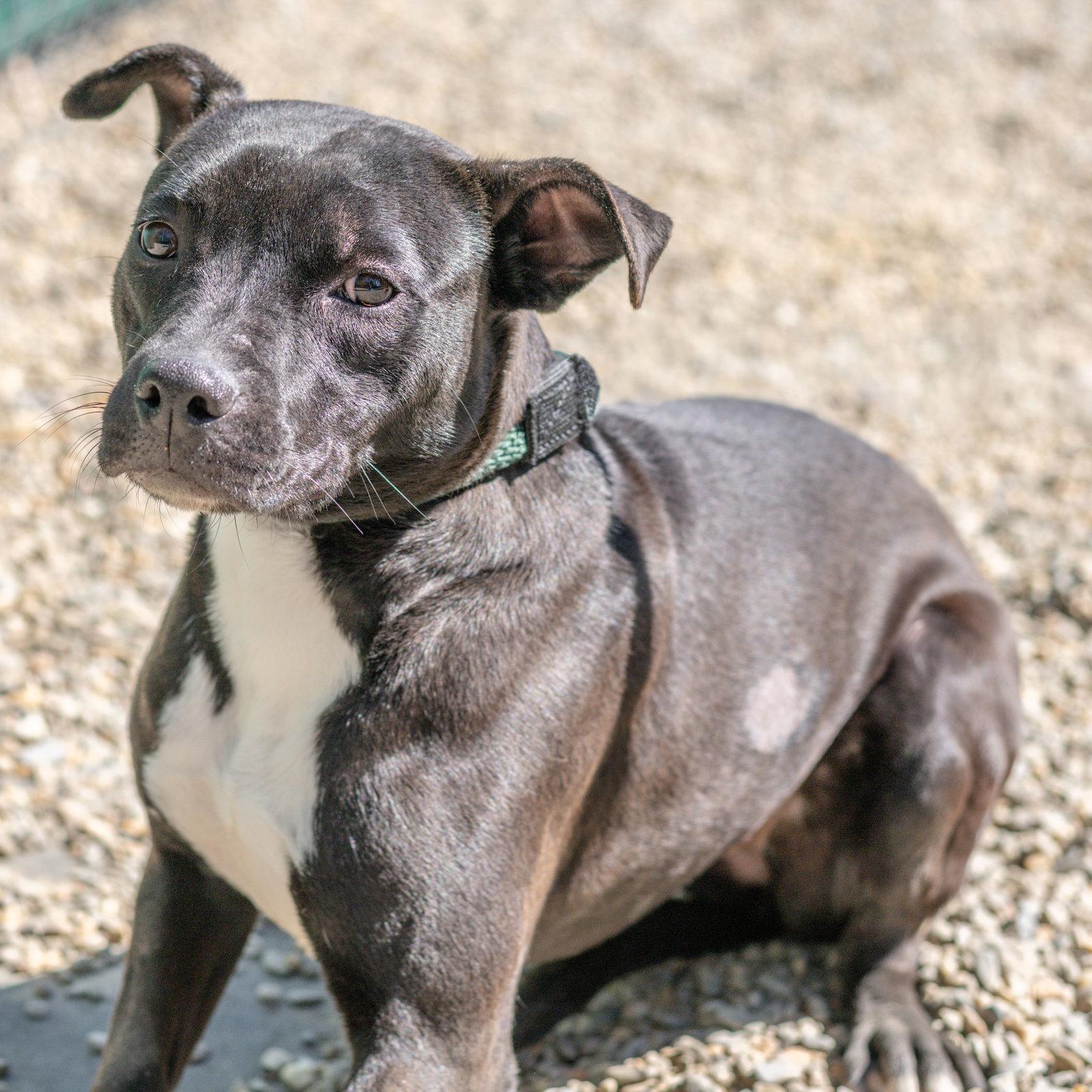 Piper, a Adoptable Terrier in Hilton Head Island, SC image 3/3