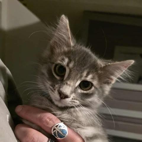 Enlarge Filbert, a Adoptable Domestic Long Hair in Jacksonville, OR image 1/2