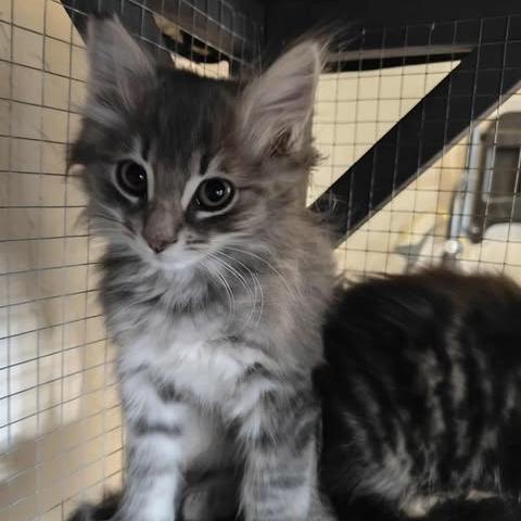 Enlarge Filbert, a Adoptable Domestic Long Hair in Jacksonville, OR image 2/2