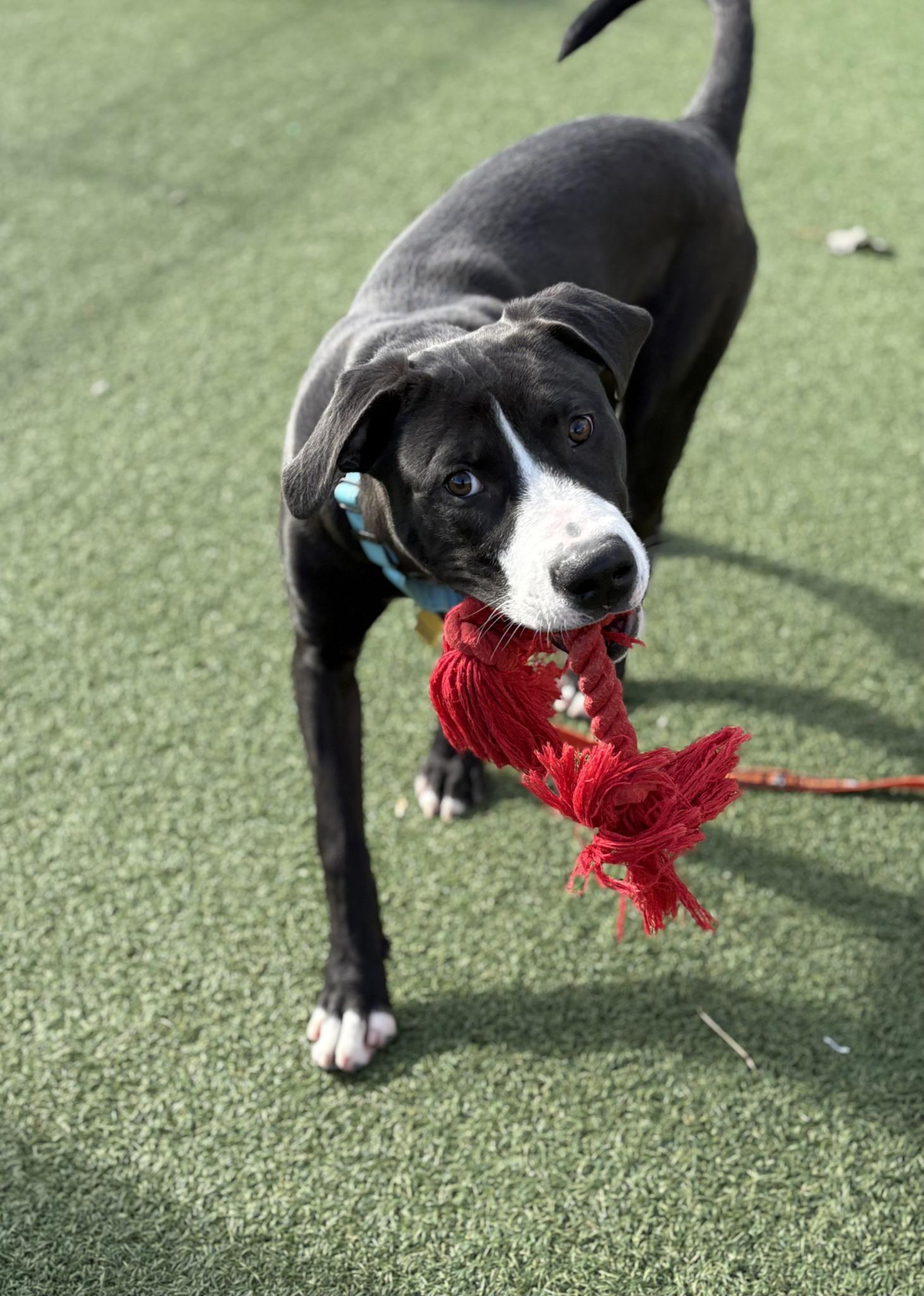 Johnny Cash, a Adoptable mixed breed in Cleveland, OH image 1/6
