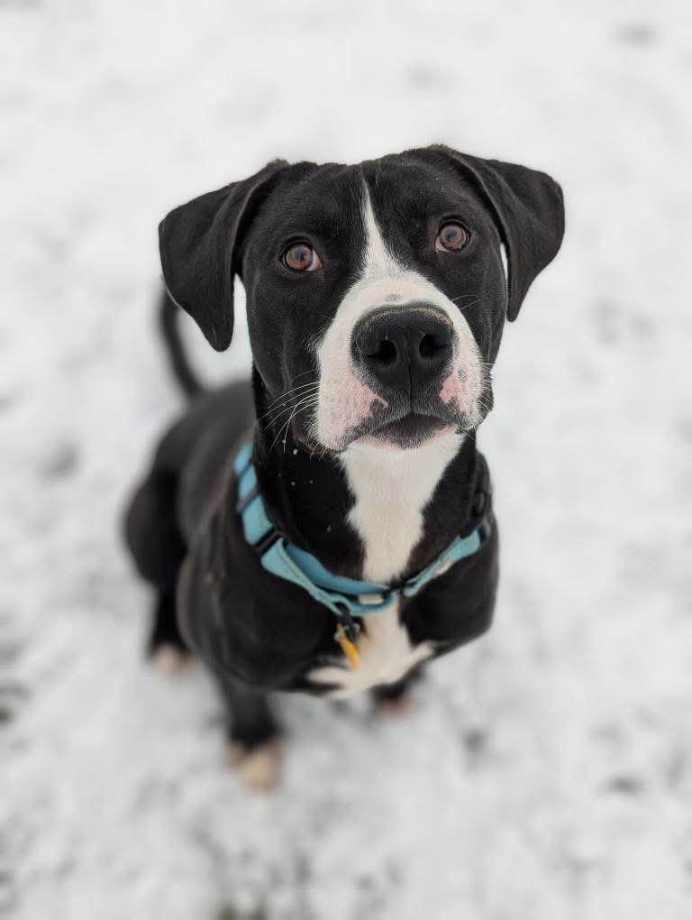 Johnny Cash, a Adoptable mixed breed in Cleveland, OH image 2/6