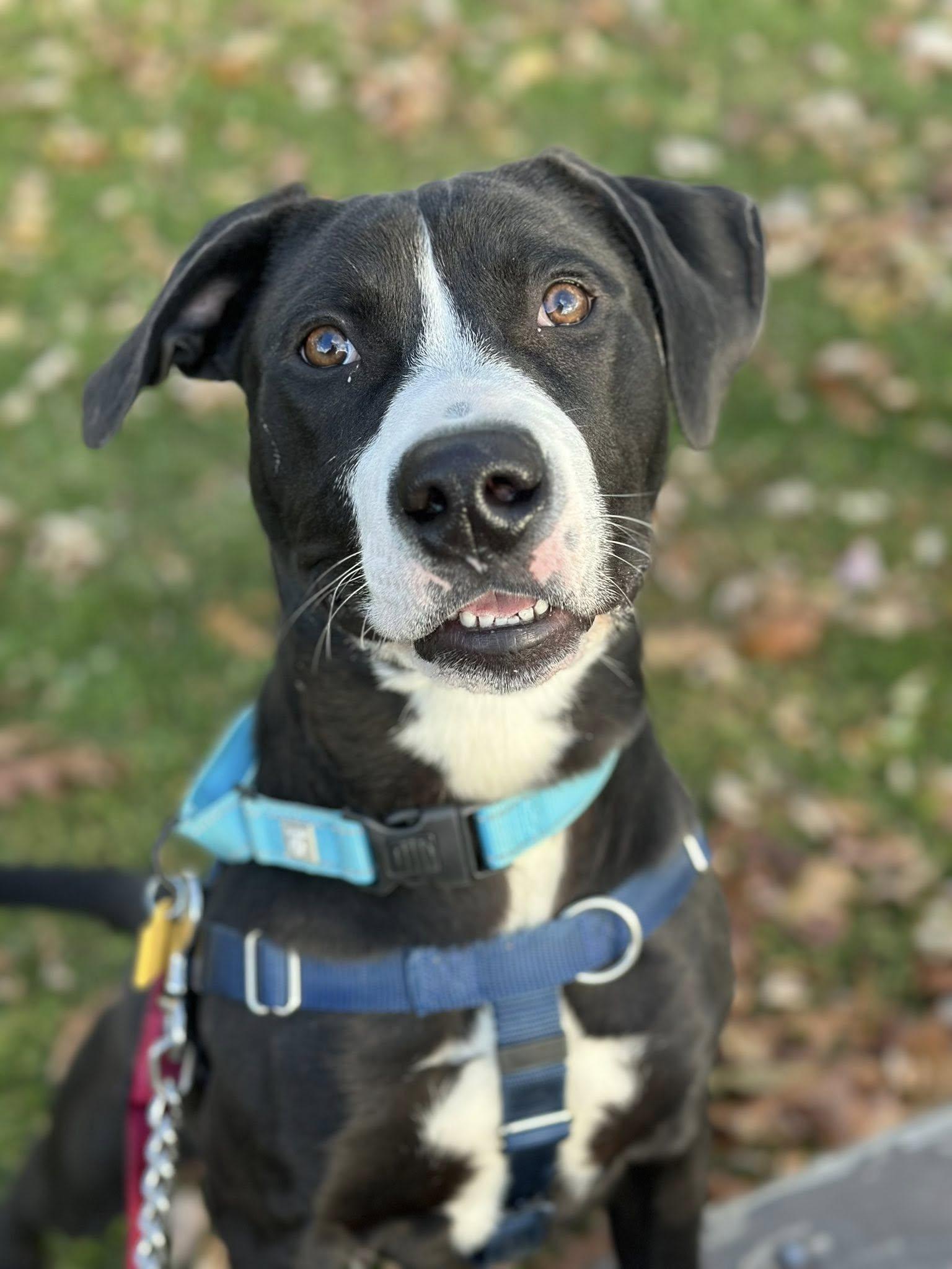 Johnny Cash, a Adoptable mixed breed in Cleveland, OH image 6/6