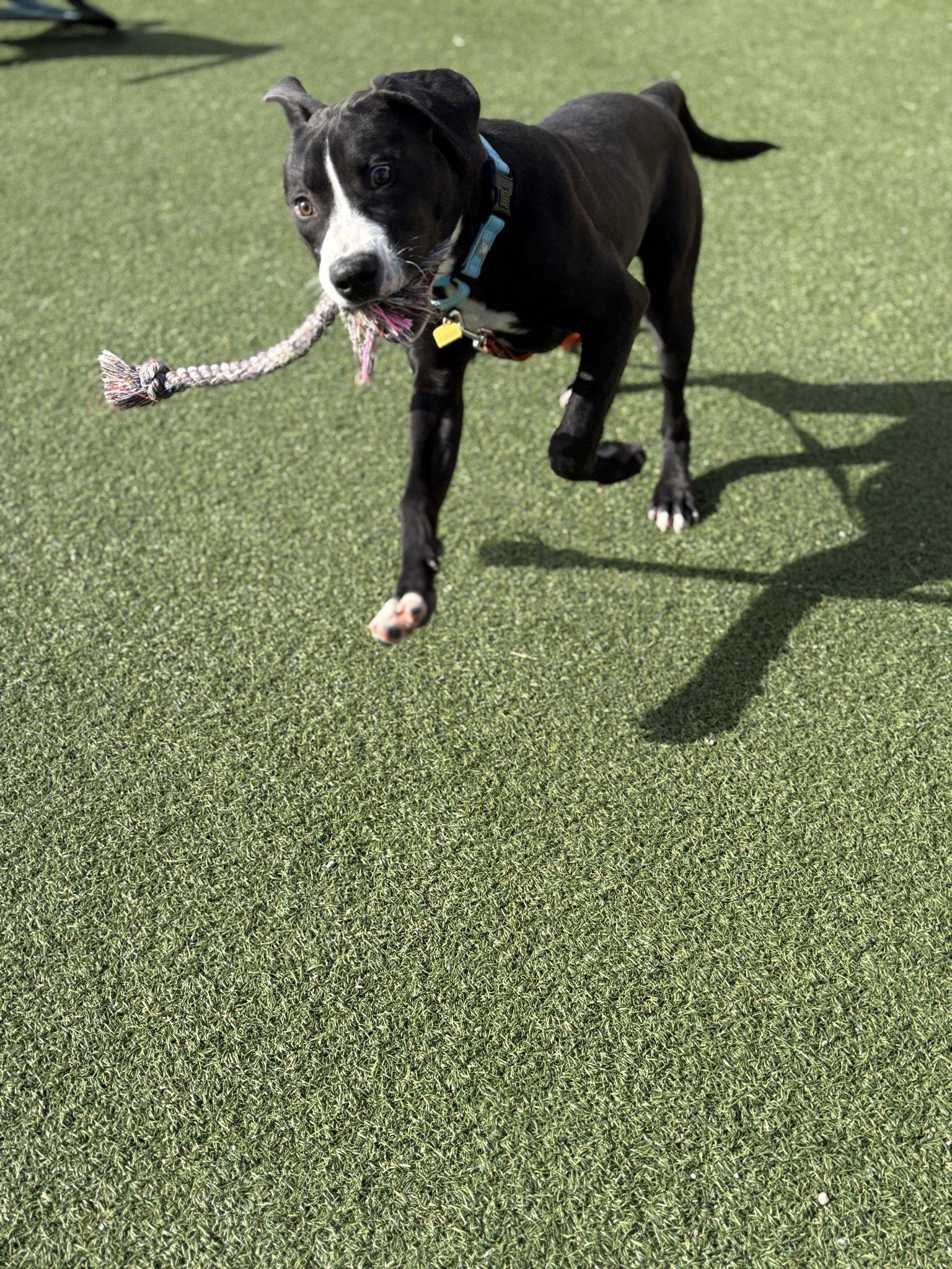 Johnny Cash, a Adoptable mixed breed in Cleveland, OH image 4/6