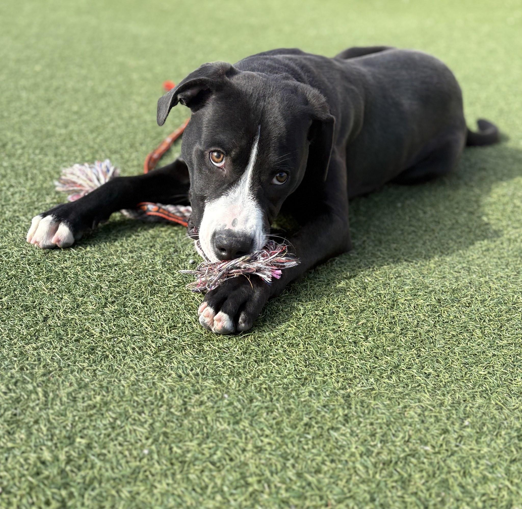 Johnny Cash, a Adoptable mixed breed in Cleveland, OH image 5/6