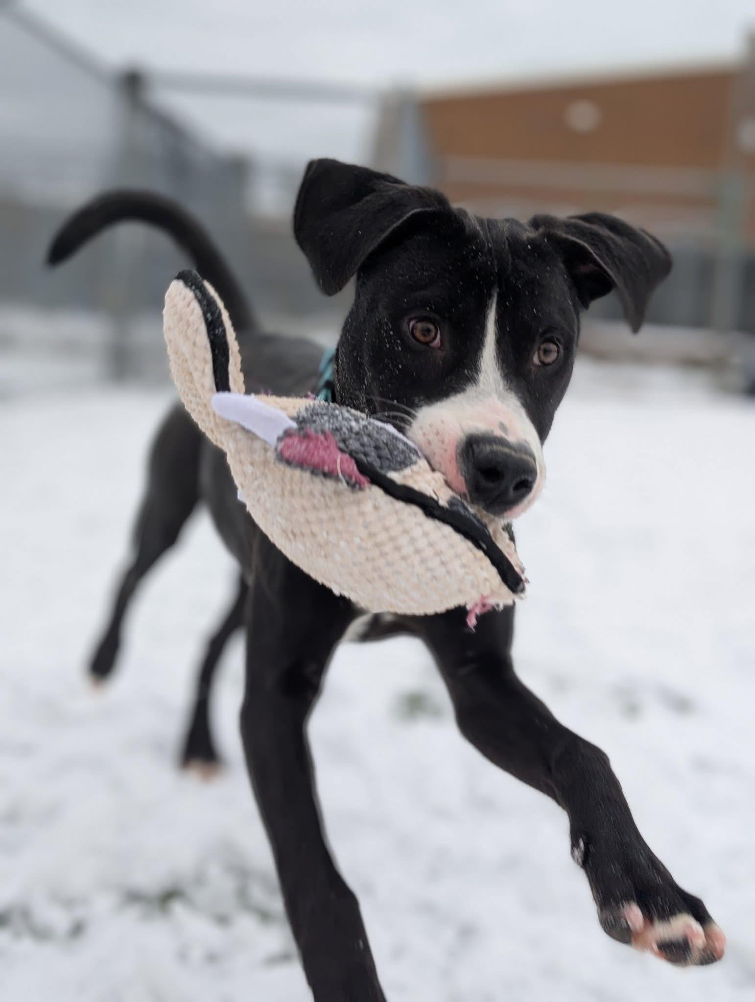 Johnny Cash, a Adoptable mixed breed in Cleveland, OH image 3/6