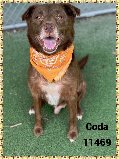 CODA