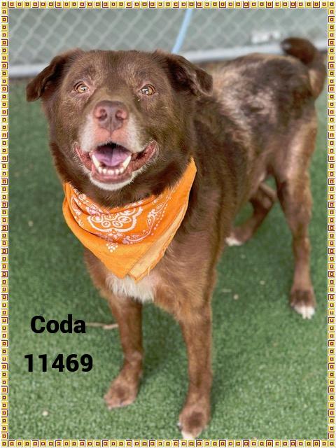 CODA