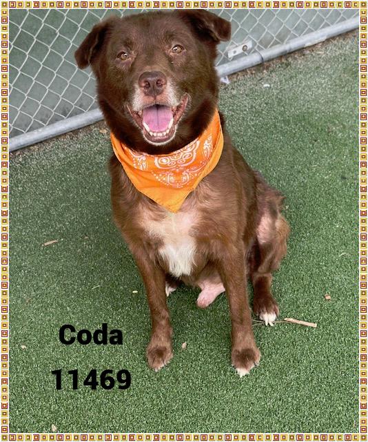 CODA