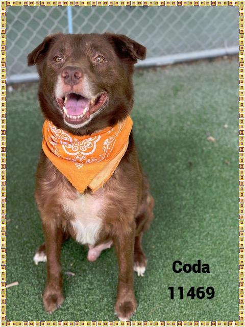 CODA