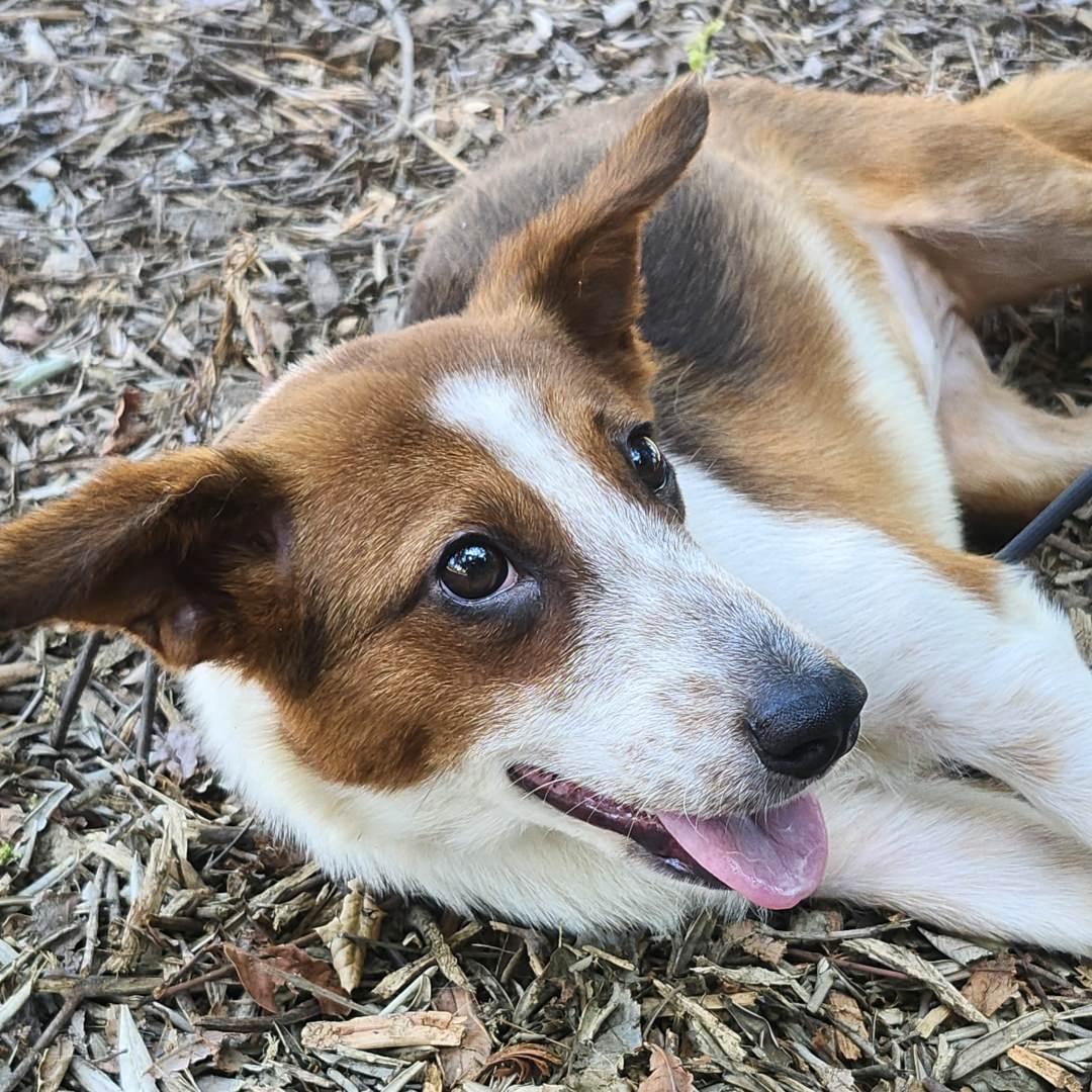 Enlarge Lilly, an adopted mixed breed in Burbank, CA image 3/4