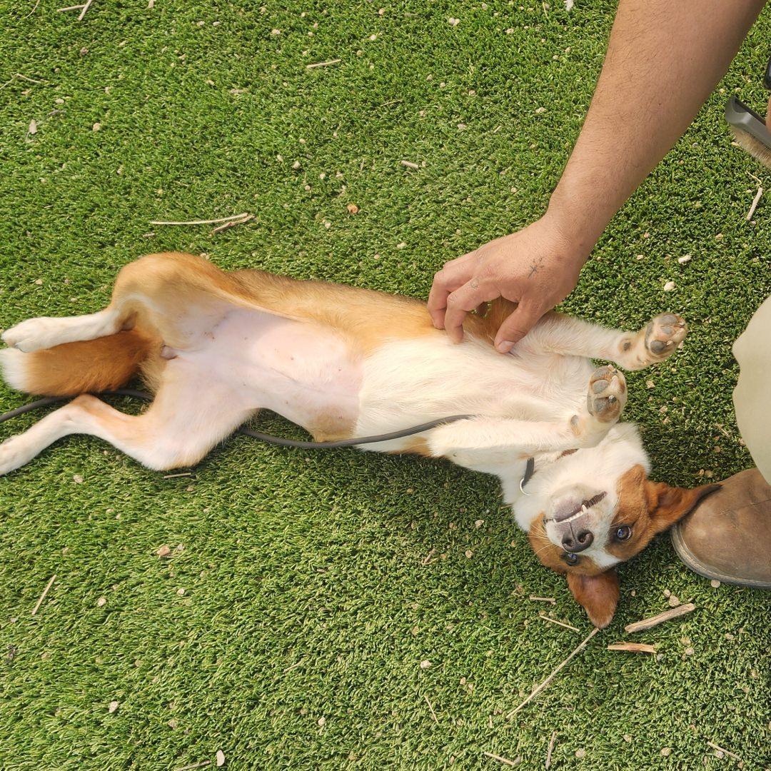 Enlarge Lilly, an adopted mixed breed in Burbank, CA image 4/4