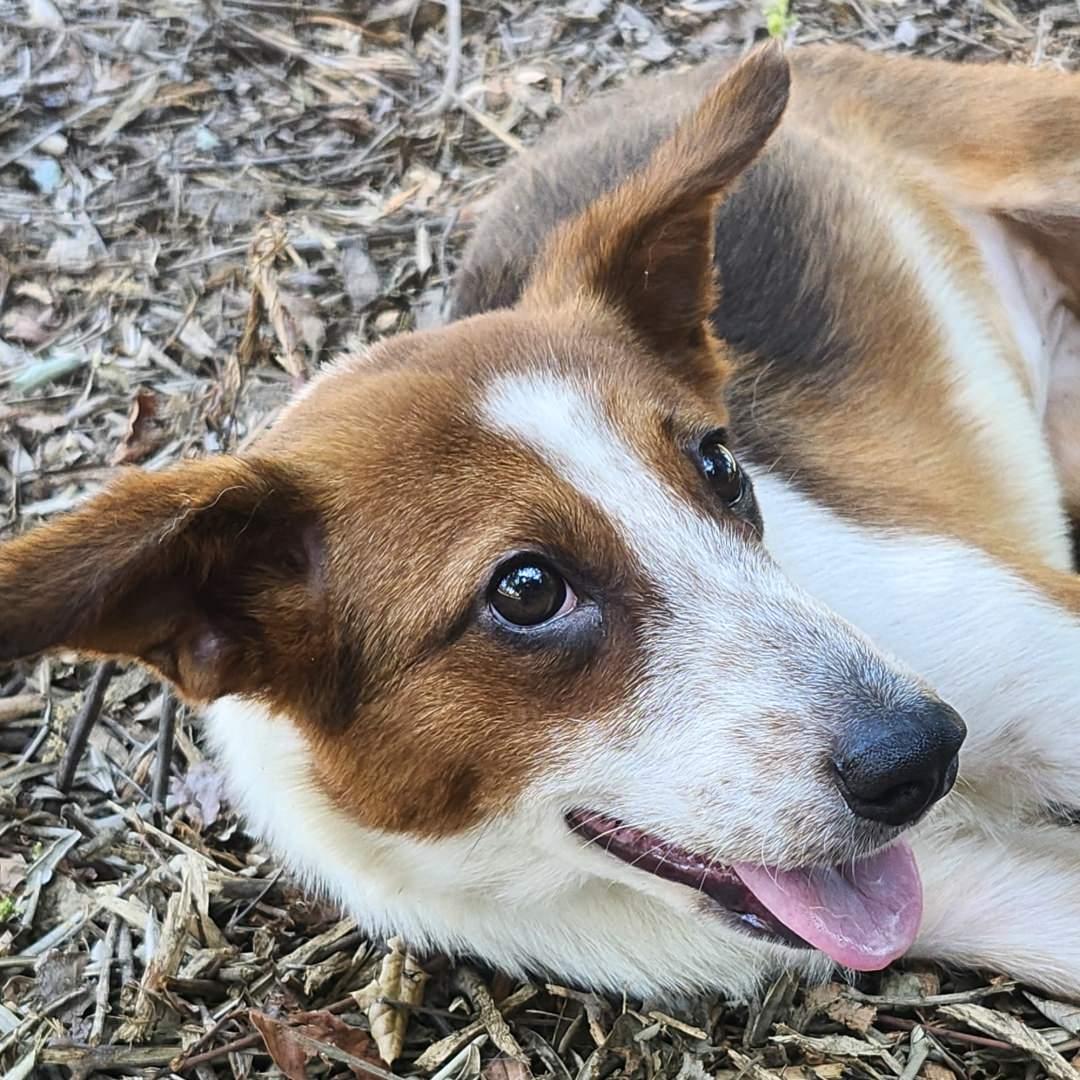 Lilly, adopted, Young Female Cattle Dog.