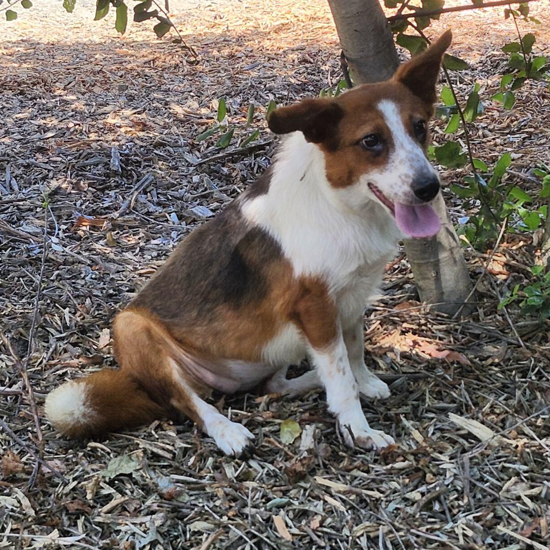 Enlarge Lilly, an adopted mixed breed in Burbank, CA image 2/4