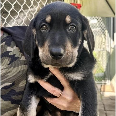 Fritz, adopted, Puppy Male Labrador Retriever.