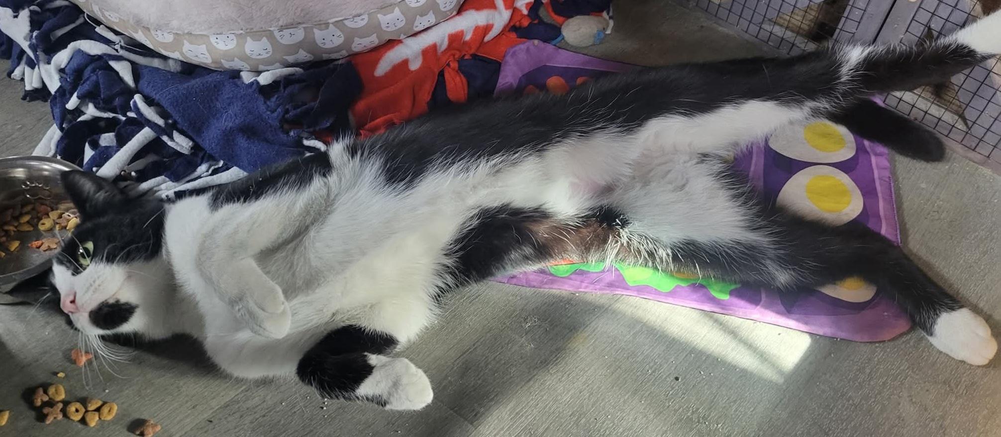 Enlarge Theoden, a Adoptable Domestic Short Hair in Avondale, PA image 2/2