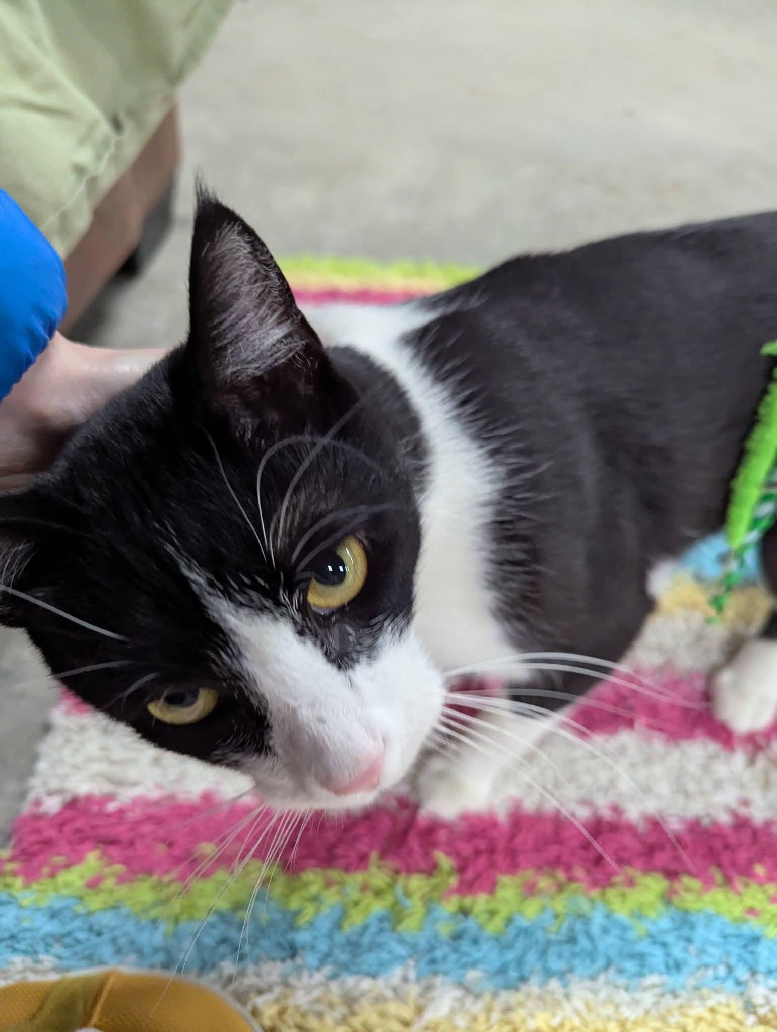 Enlarge Theoden, a Adoptable Domestic Short Hair in Avondale, PA image 1/2