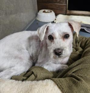 Enlarge Foster or Adopter in calm home needed for partially blind boy, a Adoptable mixed breed in San Marcos, CA image 4/4