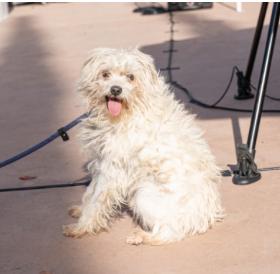 Enlarge Foster or Adopter in calm home needed for partially blind boy, a Adoptable mixed breed in San Marcos, CA image 3/4