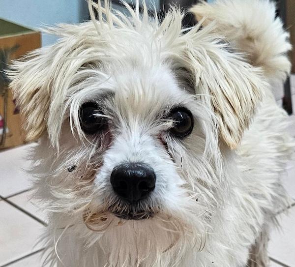 Foster or Adopter in calm home needed for partially blind boy, a Adoptable mixed breed in encinitas, CA image 1/3