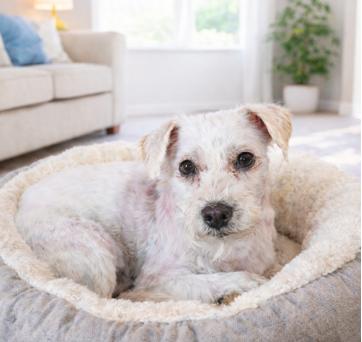 Foster or Adopter in calm home needed for partially blind boy, Adoptable, Adult Male Terrier & Bichon Frise.