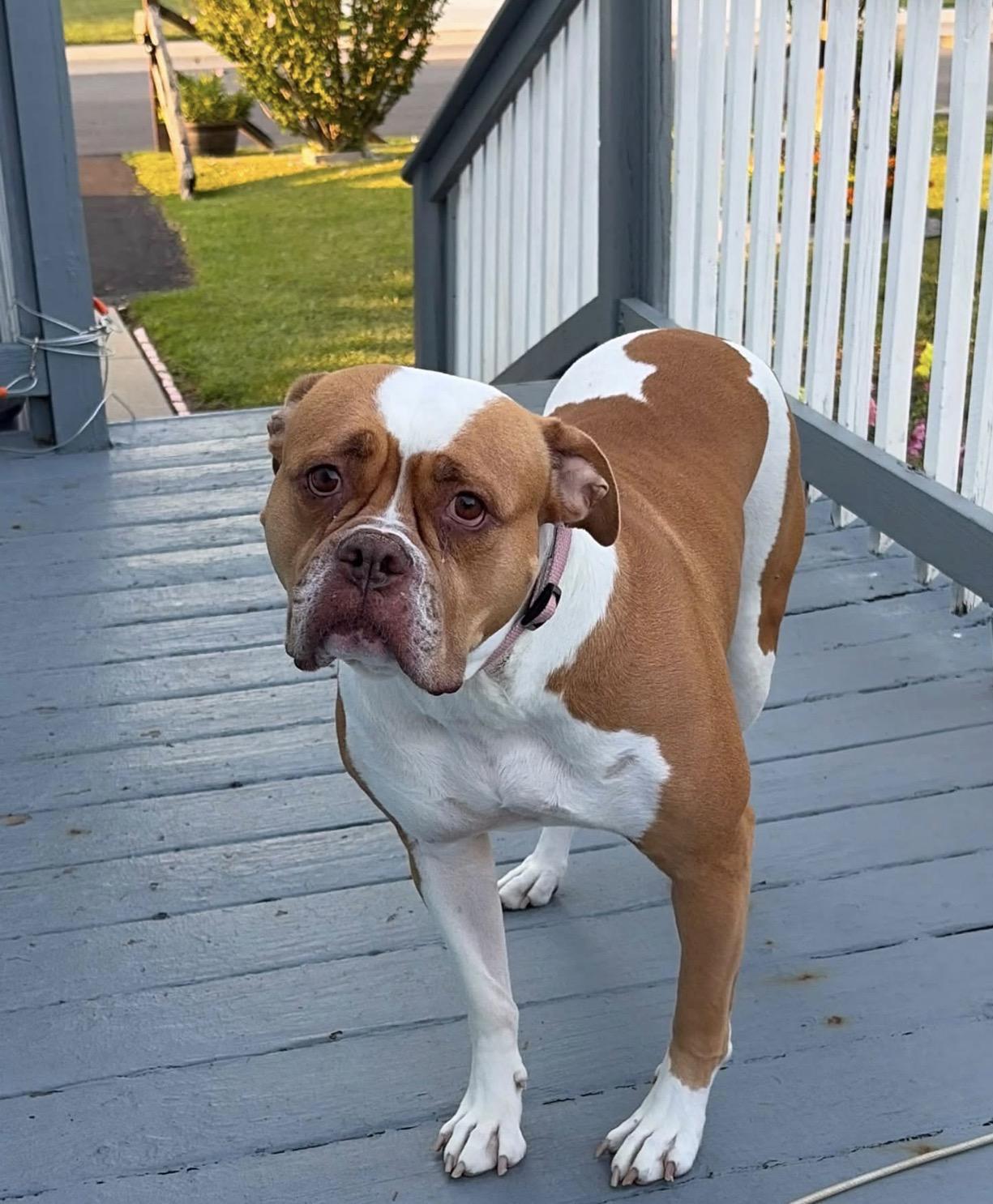 Petunia renamed Tunie, adopted, Young Female American Bulldog.