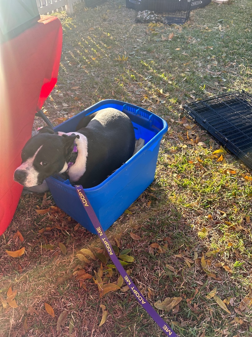 Enlarge Stacey, a Adoptable Pit Bull Terrier in Farmersville, TX image 1/9
