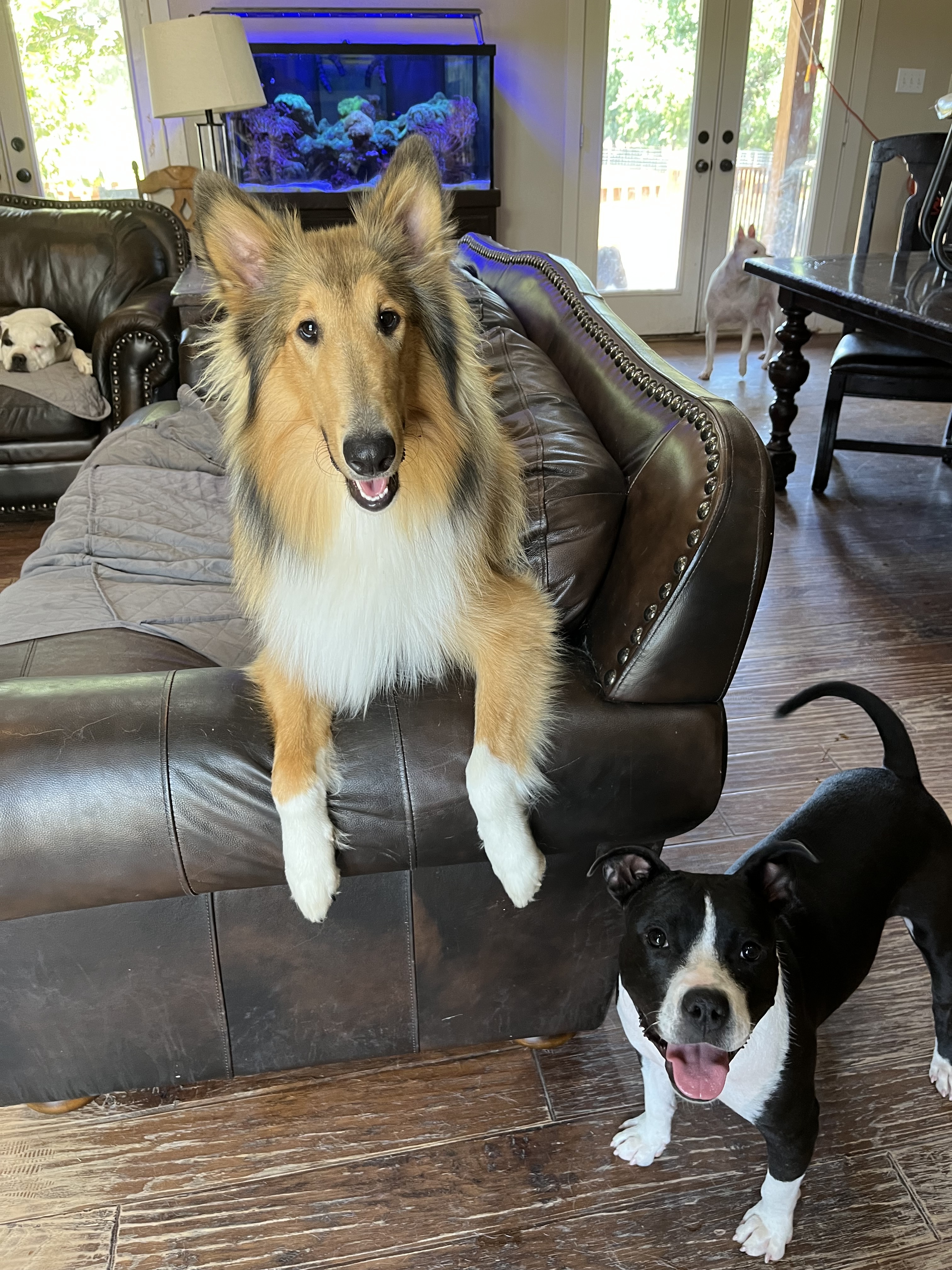 Enlarge Stacey, a Adoptable Pit Bull Terrier in Farmersville, TX image 2/9