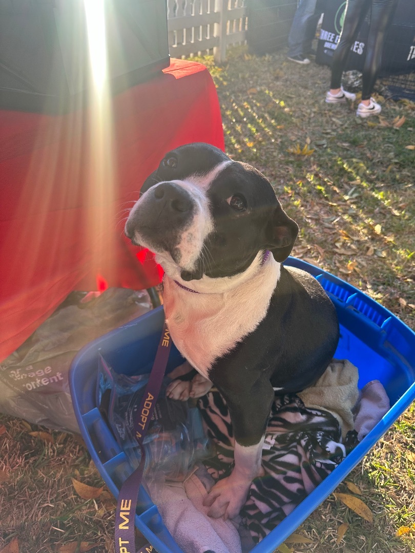 Enlarge Stacey, a Adoptable Pit Bull Terrier in Farmersville, TX image 3/9