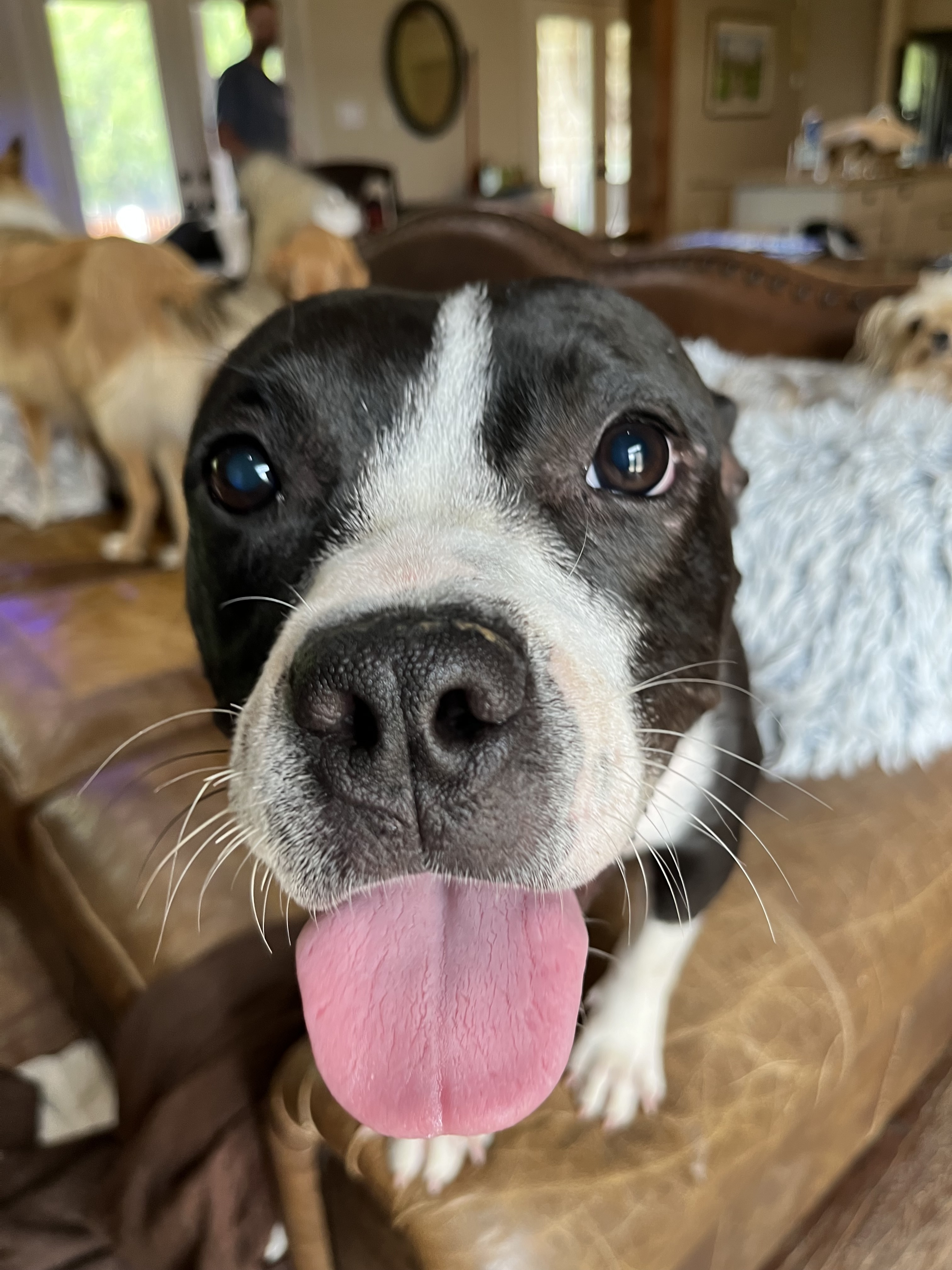 Enlarge Stacey, a Adoptable Pit Bull Terrier in Farmersville, TX image 4/9